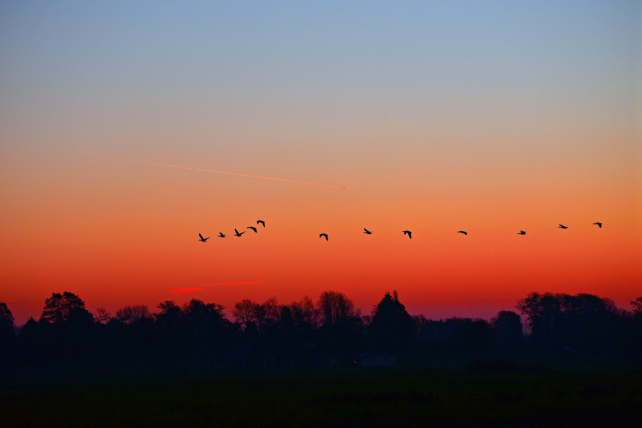 Vögel bei Sonnenaufgang